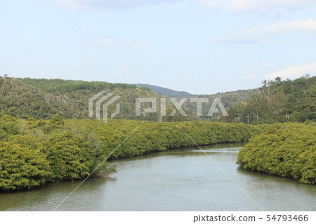 Okinawa Mangrove Keiji River Okinawa Mangrove Keiji River 54793466