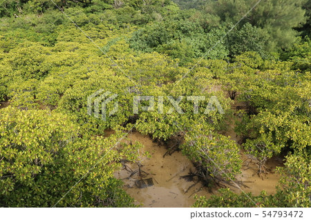 Okinawa Mangrove Keiji River Okinawa Mangrove Keiji River 54793472