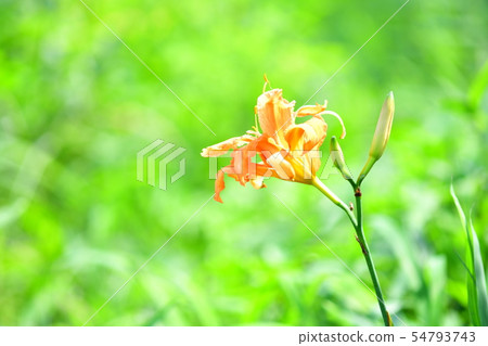 Yabukansu花在米領域開了花 54793743