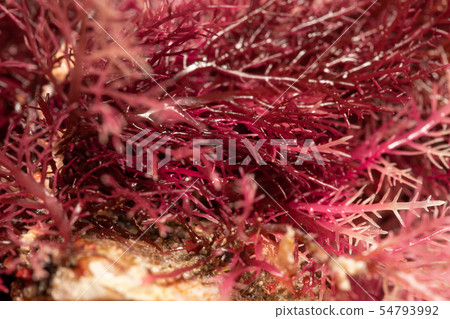 Tengusa root Tengusa root 54793992