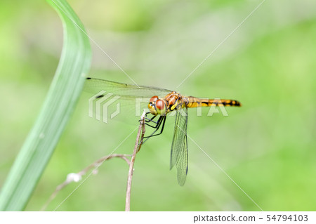 年輕的Natsu Akane 54794103