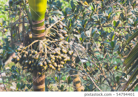 A bunch of betel nuts hanging on areca nut palm A bunch of betel nuts hanging on areca nut palm 54794401