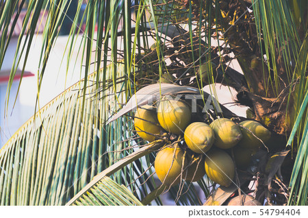 Bunch of fresh green coconuts on palm 54794404