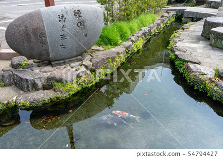 錦鯉游泳城 錦鯉游泳城 54794427