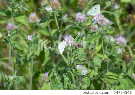 butterfly butterfly 54794548