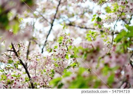 Town view Tokyo Marunouchi 54794719