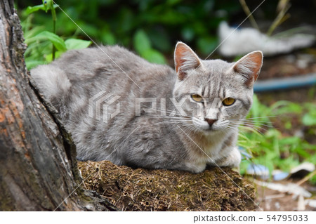 Cat Cat 54795033