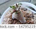 盆栽欄杆2已經發芽 54795219