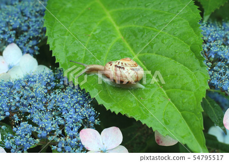 Yaita City, Tochigi Prefecture Sawa Kannonji Temple Snail and Hydrangea Yaita City, Tochigi Prefecture Sawa Kannonji Temple Snail and Hydrangea 54795517
