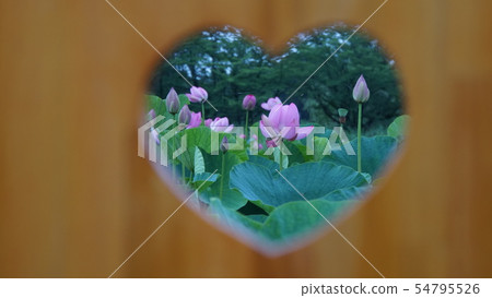 Gyoda Ancient Lotus Village 2019 Gyoda Ancient Lotus Village 2019 54795526