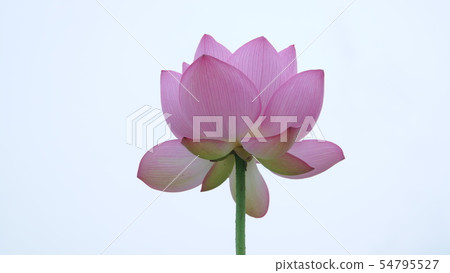 Gyoda Ancient Lotus Village 2019 Gyoda Ancient Lotus Village 2019 54795527