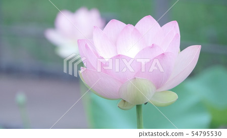 Gyoda Ancient Lotus Village 2019 Gyoda Ancient Lotus Village 2019 54795530