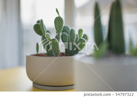 Opuntia or Bunny ears cactus Opuntia or Bunny ears cactus 54797322