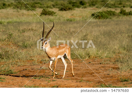 Young female antelope in the savannah of Samburu Young female antelope in the savannah of Samburu 54797680
