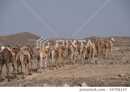 Danakil Desert Salt Caravan Danakil Desert Salt Caravan 54798147