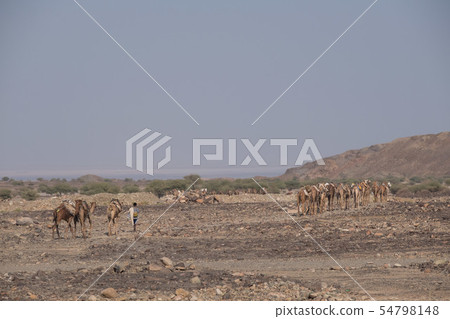 Danakil Desert Salt Caravan 54798148