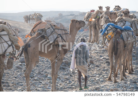 Danakil Desert Salt Caravan 54798149