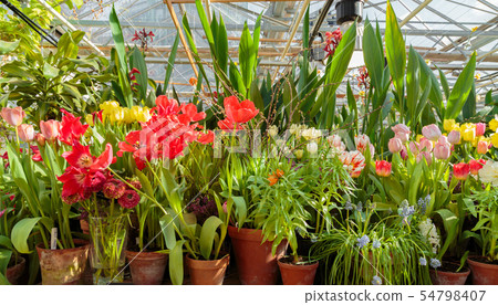 Flowers in green house. Floral bouquet shop. Blooming plants and multi color flowers inside a garden 54798407