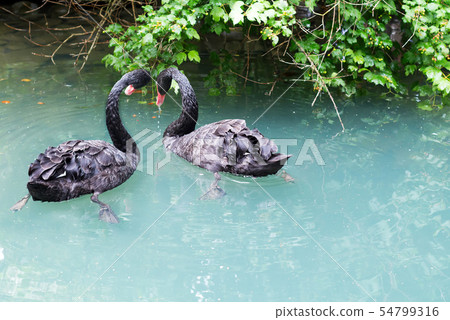 Two black swans float in the lake. Love couple of black swans. Beautiful wildlife concept 54799316