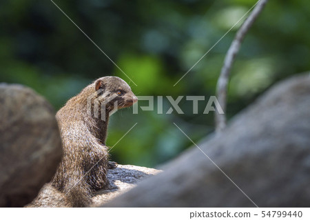 Common dwarf mongoose in Kruger National park, Common dwarf mongoose in Kruger National park, 54799440
