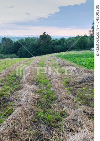 Rows of dry grass 54800209