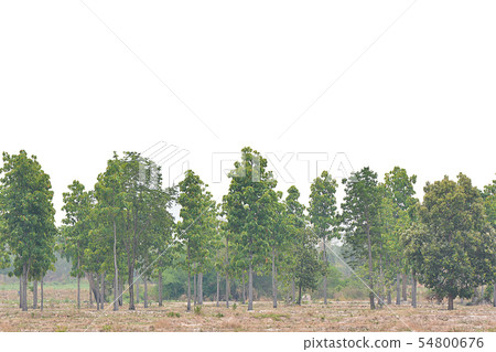 big green trees isolated on white background, 54800676
