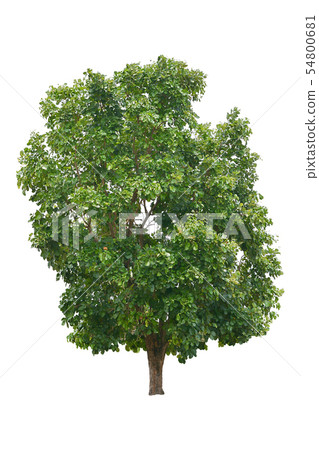 big green trees isolated on white background, 54800681