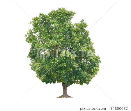 big green trees isolated on white background, 54800682