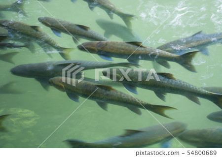 Many Fish (Mahseer barb) At Fish Cave, Mae Hong 54800689