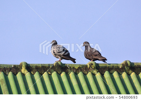 Two Pigeons On The Green Roof. Two Pigeons On The Green Roof. 54800693