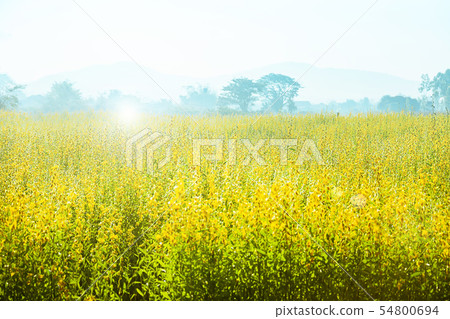 Sunn Hemp Flowers Swinging In The Wind, Abstract Sunn Hemp Flowers Swinging In The Wind, Abstract 54800694