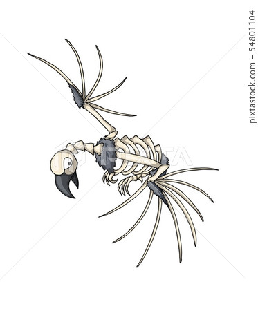 Bird skeleton. Isolated vector object on white background Bird skeleton. Isolated vector object on white background 54801104