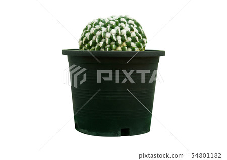Cactus isolated on white background, succulents in Cactus isolated on white background, succulents in 54801182