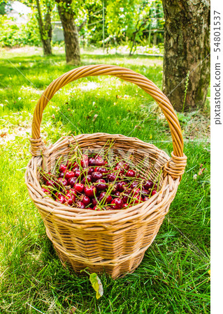 wicker basket full of pie cherries 54801537