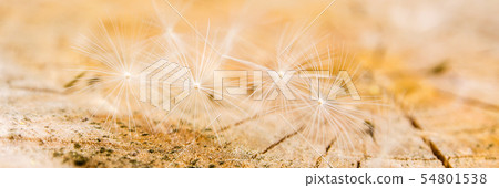 white dandelion seeds on wooden background white dandelion seeds on wooden background 54801538