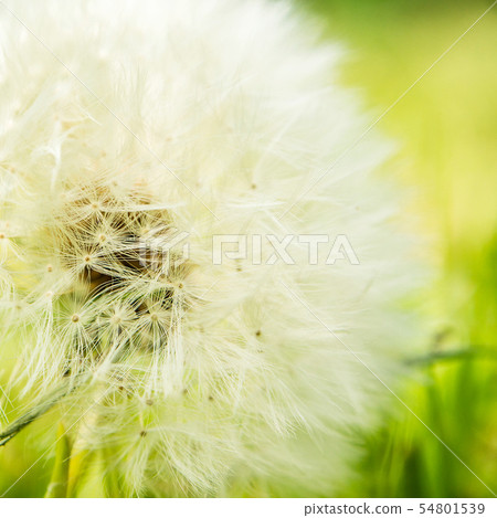 closeup view of dandelion on green background closeup view of dandelion on green background 54801539