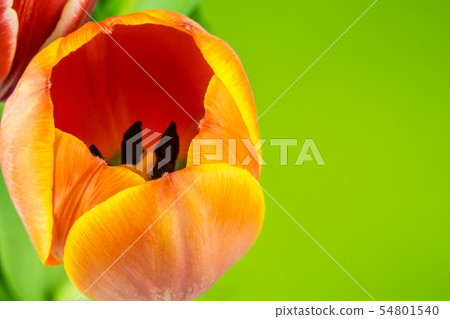 multicolored tulips on green background multicolored tulips on green background 54801540