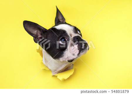 Dog breed Boston Terrier. 54801879