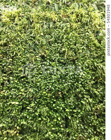 vertical gardening, home plants in the interior 54801948