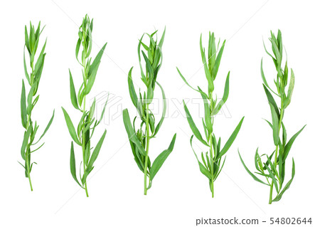 tarragon or estragon isolated on a white background. Artemisia dracunculus. Top view. Flat lay tarragon or estragon isolated on a white background. Artemisia dracunculus. Top view. Flat lay 54802644