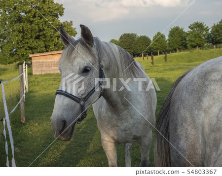 portrait of standing white Kladruber horse Equus bohemicus on green pasture corral oldest Czech portrait of standing white Kladruber horse Equus bohemicus on green pasture corral oldest Czech 54803367