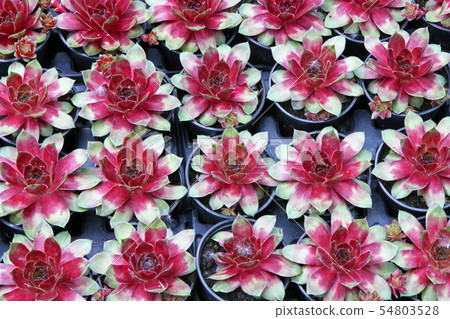 Flowers exposed on Floraart Flowers exposed on Floraart 54803528