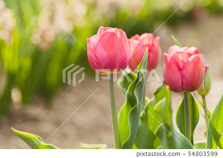 tulips field agriculture holland tulips field agriculture holland 54803599