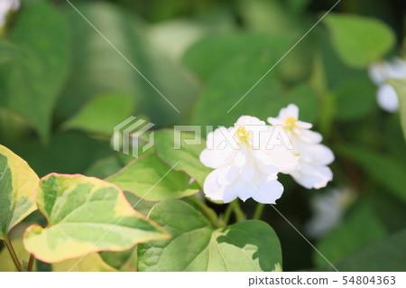 Yaesaki Dokudami花 54804363