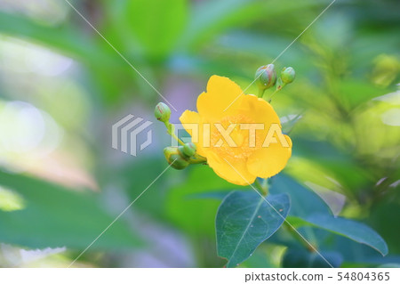 Flowers of Quincebai 54804365