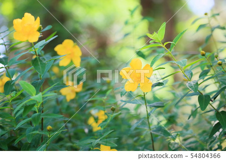 Flowers of Quincebai 54804366