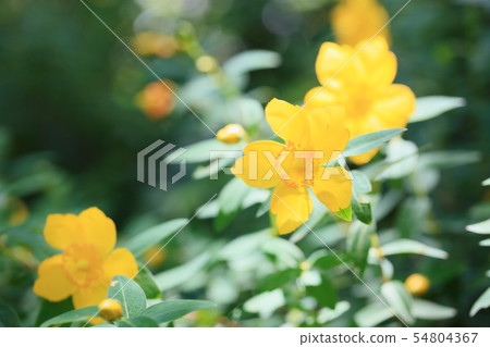 Flowers of Quincebai 54804367