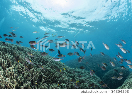 Sawfish Sawfish 54804398