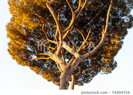 Bottom view of pine trees of Rome at summer sunrise time, Italy 54804556