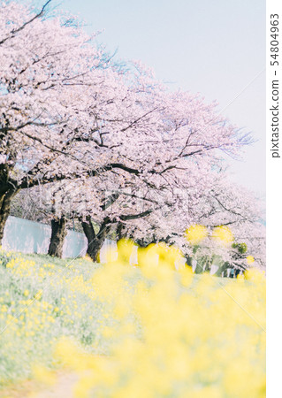 豐川Sanagawa櫻花 豐川Sanagawa櫻花 54804963